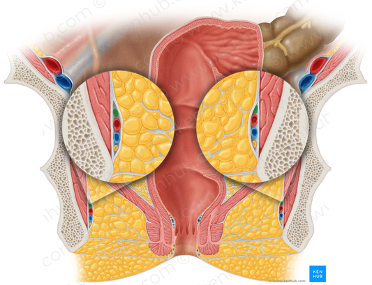 Pudendal nerve (#6703)