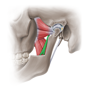 Sphenomandibular ligament (#18961)