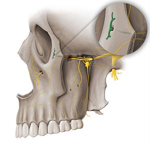 Zygomaticofacial nerve (#18485)