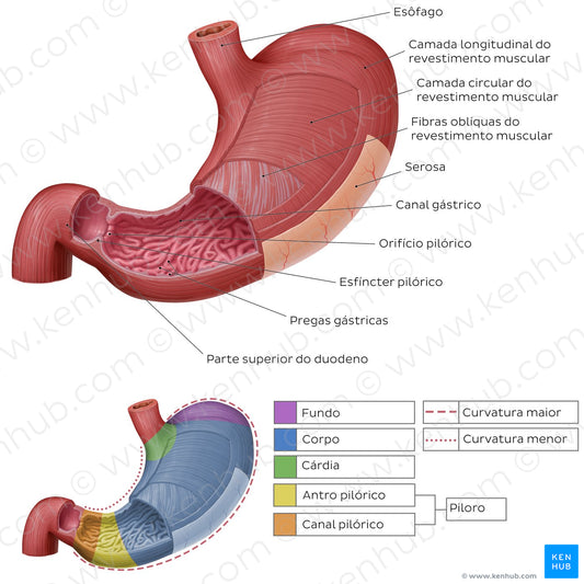 Musculature and mucosa of the stomach (Portuguese)