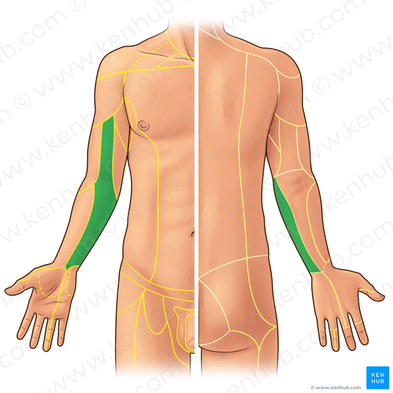 Medial antebrachial cutaneous nerve (#21913)