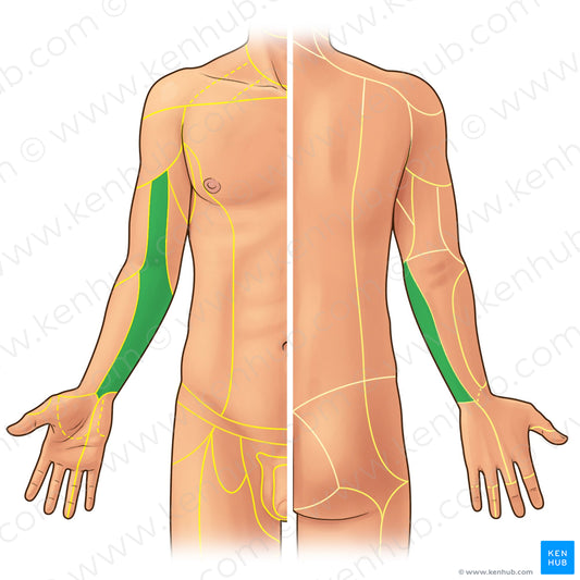 Medial antebrachial cutaneous nerve (#21913)