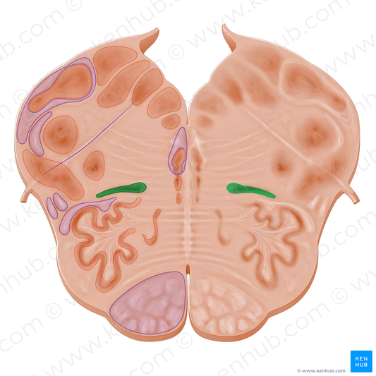 Posterior accessory olivary nucleus (#11094)