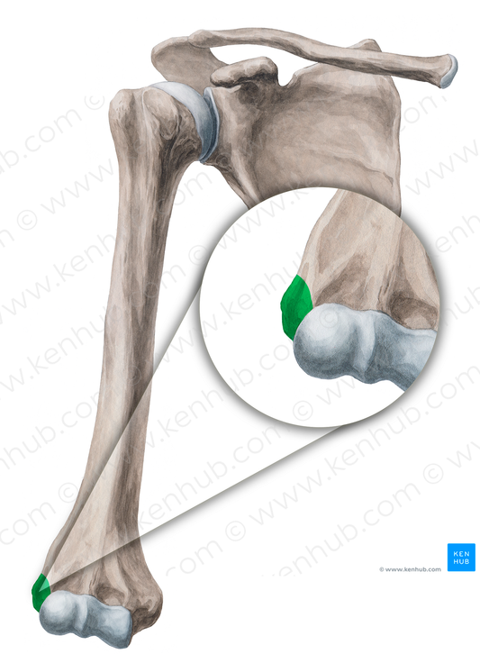 Lateral epicondyle of humerus (#3397)