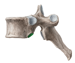 Inferior costal facet of vertebra (#3902)
