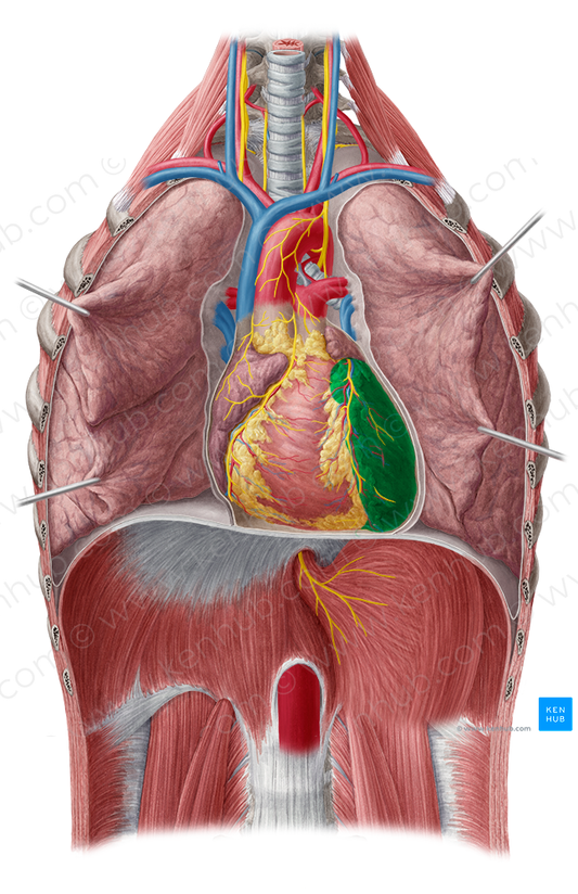 Left ventricle of heart (#10705)