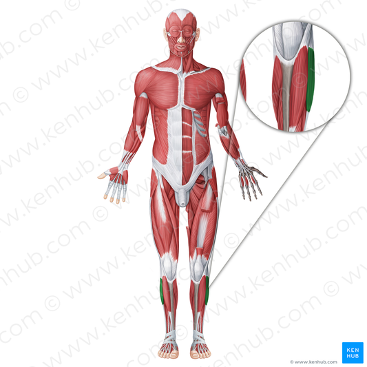 Fibularis longus muscle (#18673)