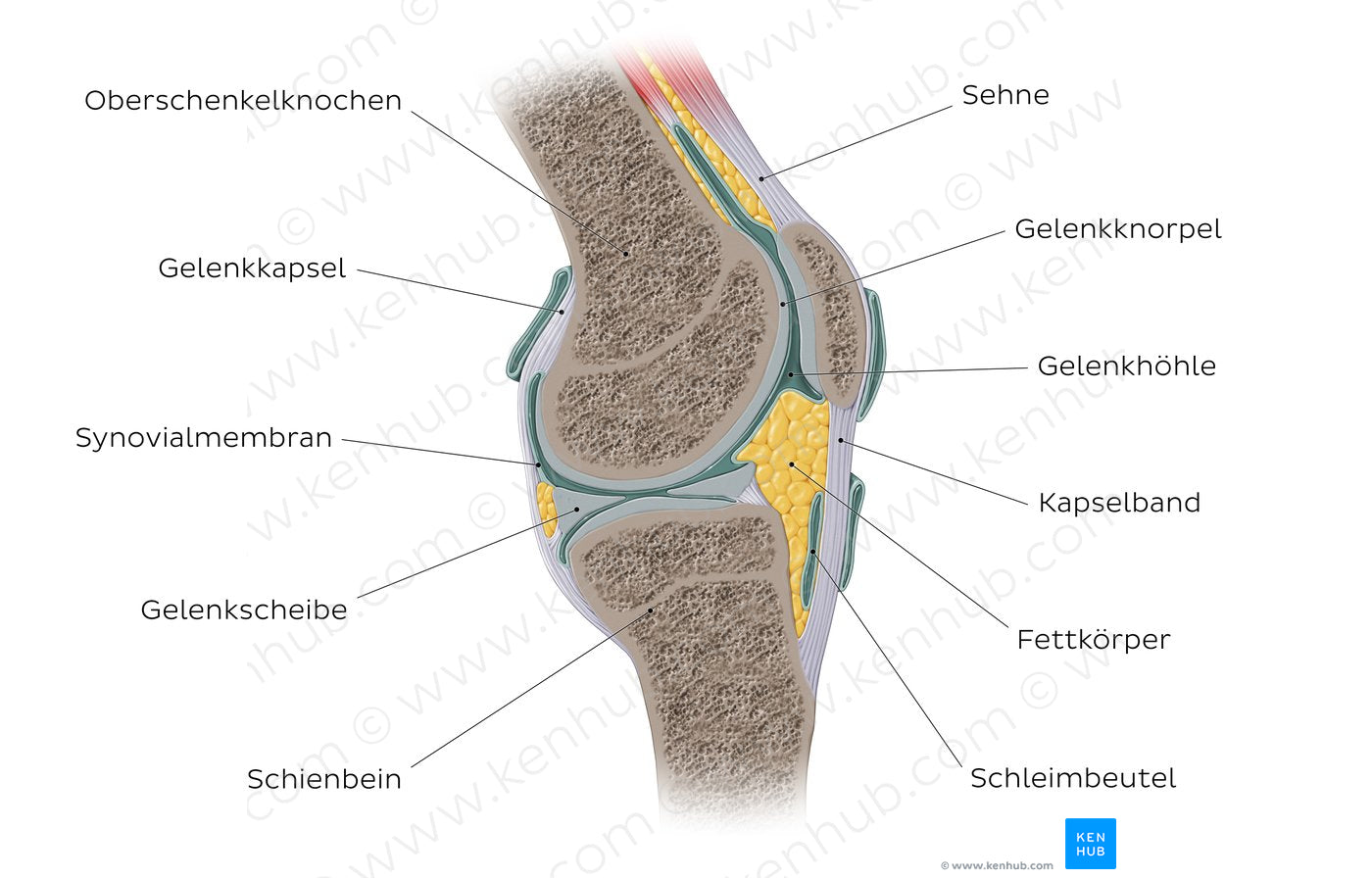 Synovial joint (German)