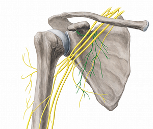 Subscapular nerves (#6782)