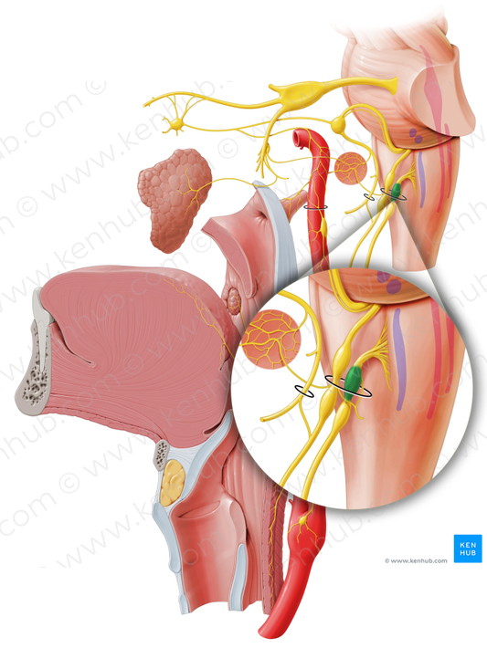 Superior ganglion of vagus nerve (#4022)