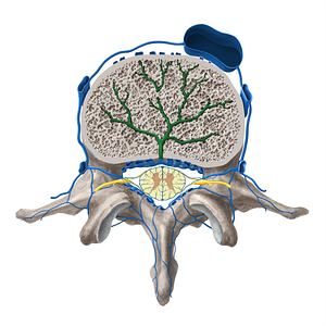 Basivertebral veins (#10132)