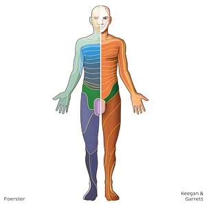 L1 dermatome (#20794)