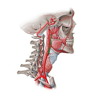 External carotid artery (#960)