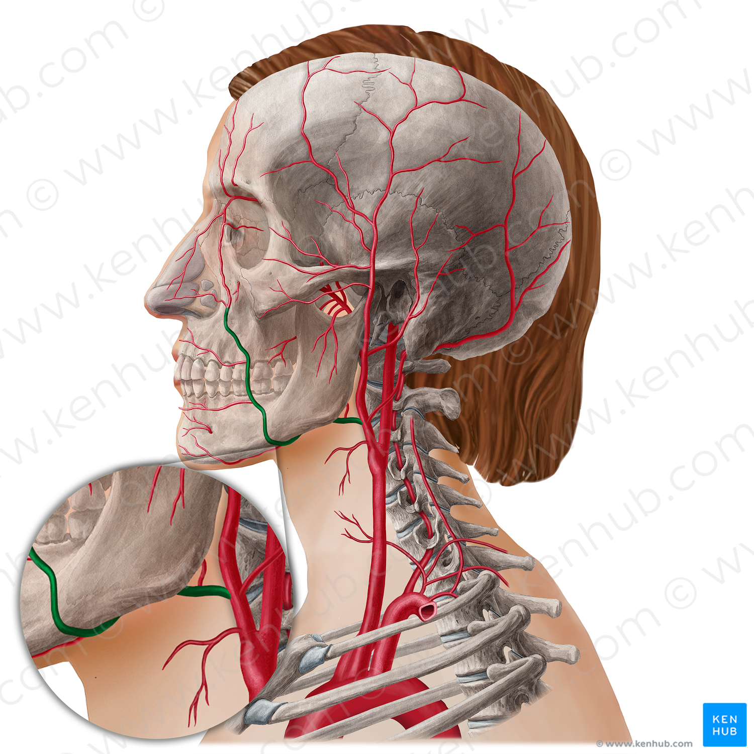 Facial artery (#21789)