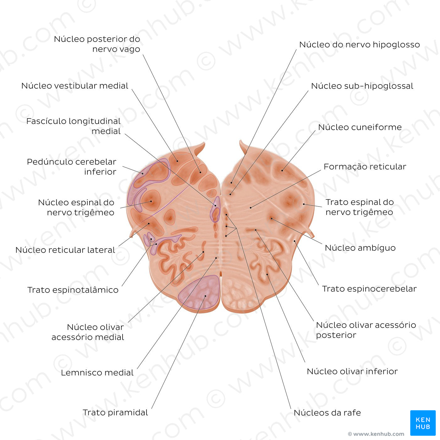 Medulla oblongata: Vagus nerve level (Portuguese)