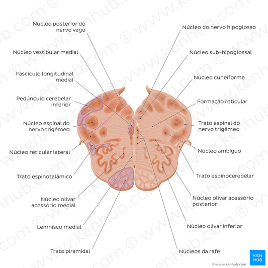 Medulla oblongata: Vagus nerve level (Portuguese)