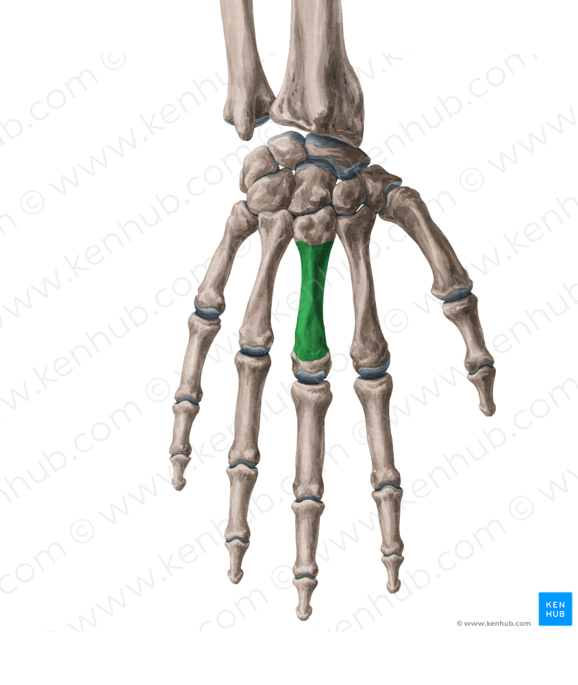 Body of 3rd metacarpal bone (#2975)