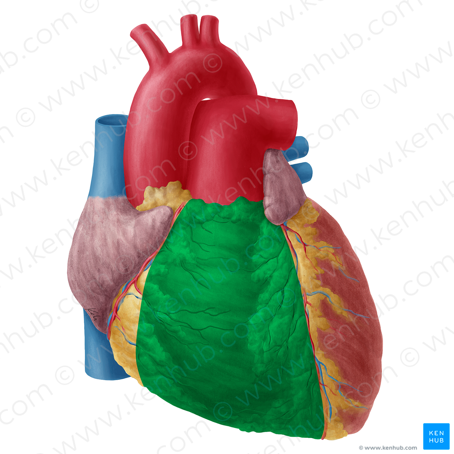 Right ventricle of heart (#19742)