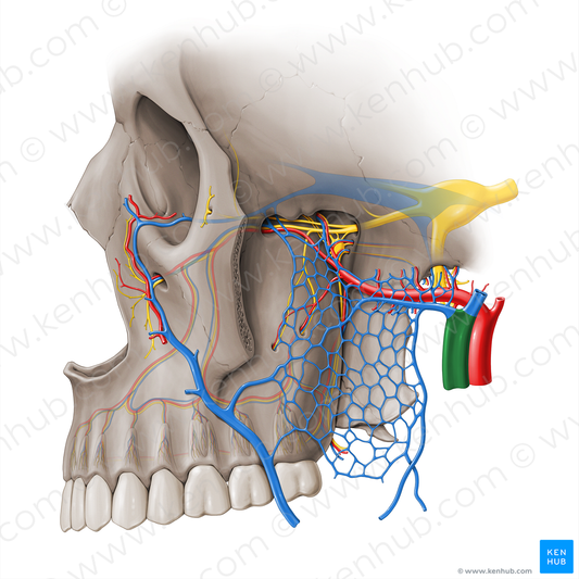 Retromandibular vein (#18478)