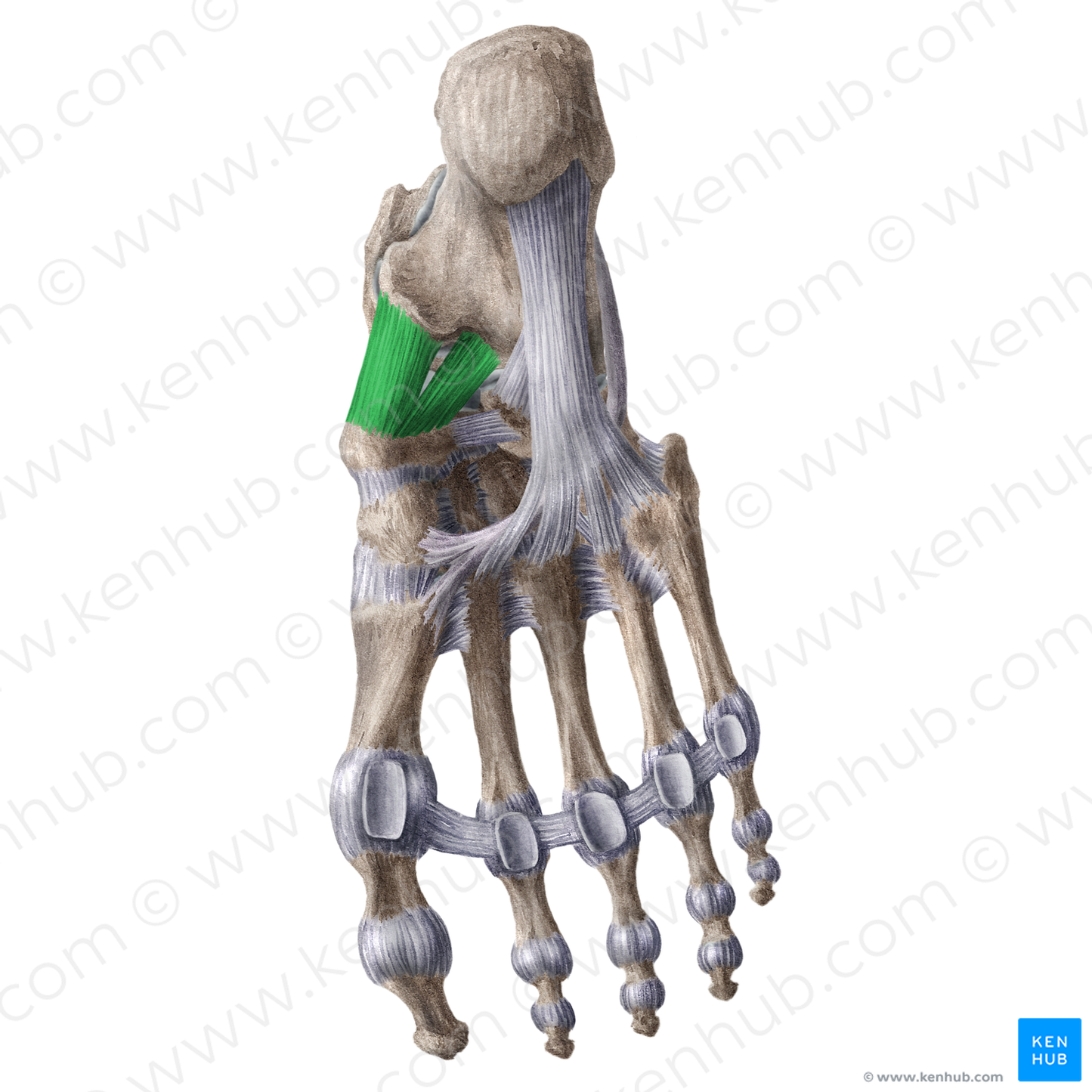 Plantar calcaneonavicular ligament (#18545)