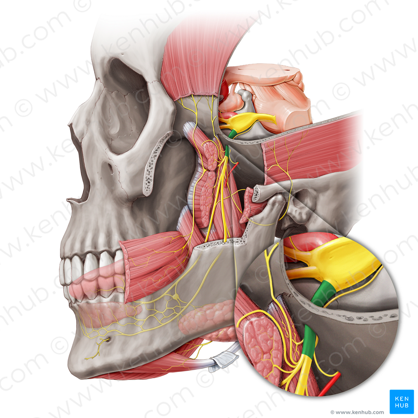 Mandibular nerve (#6548)