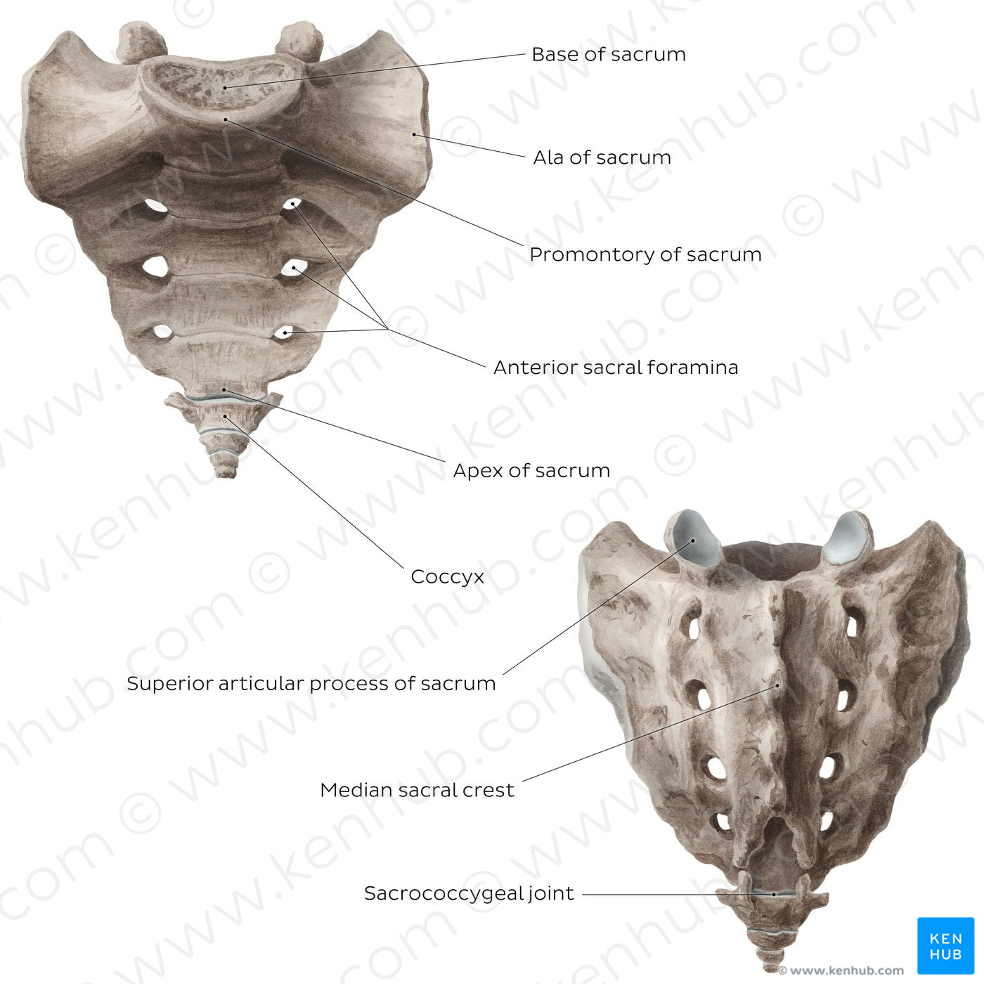 Sacrum and coccyx (English)