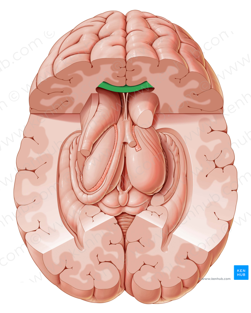 Corpus callosum (#2894)