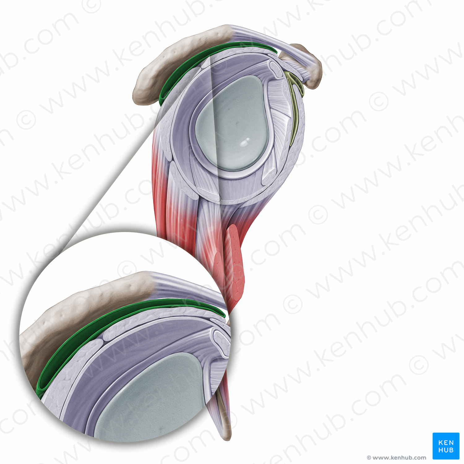 Subdeltoid & subacromial bursae (#16274)