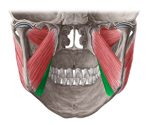 Superficial head of medial pterygoid muscle (#7786)