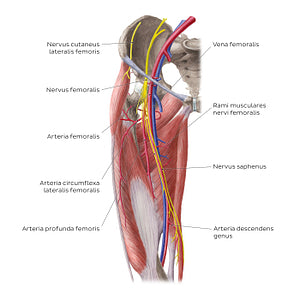 Neurovasculature of the hip and thigh (anterior view) (Latin)