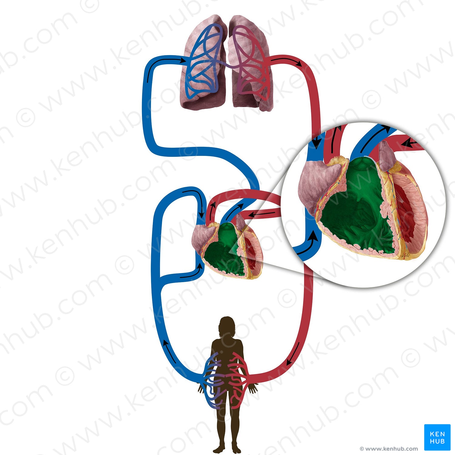 Right ventricle of heart (#19835)