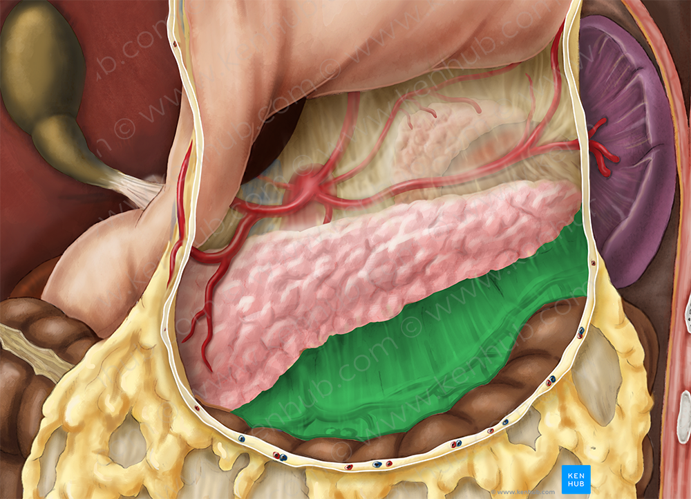 Transverse mesocolon (5100) Kenhub Image License Store