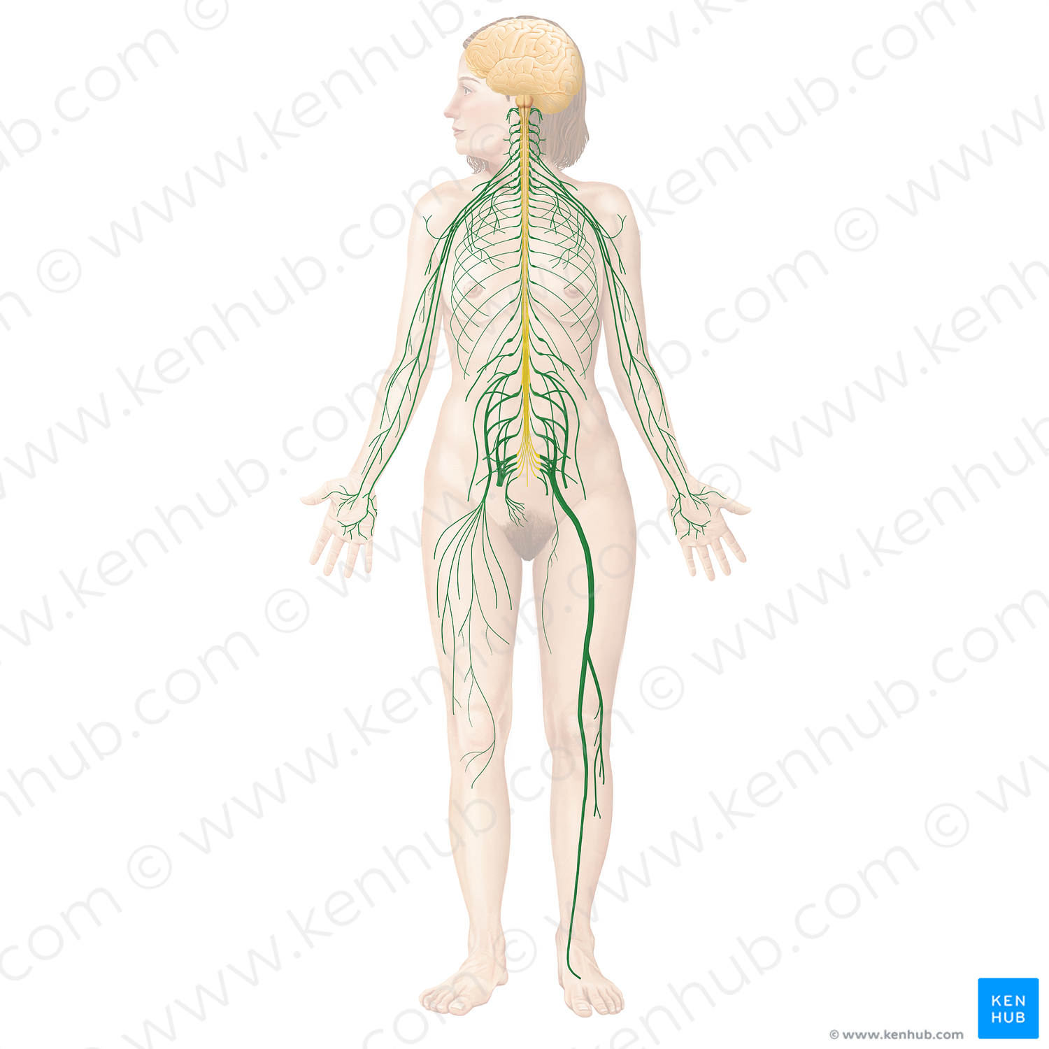 Spinal nerves (#21128)