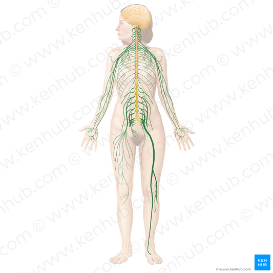 Spinal nerves (#21128)