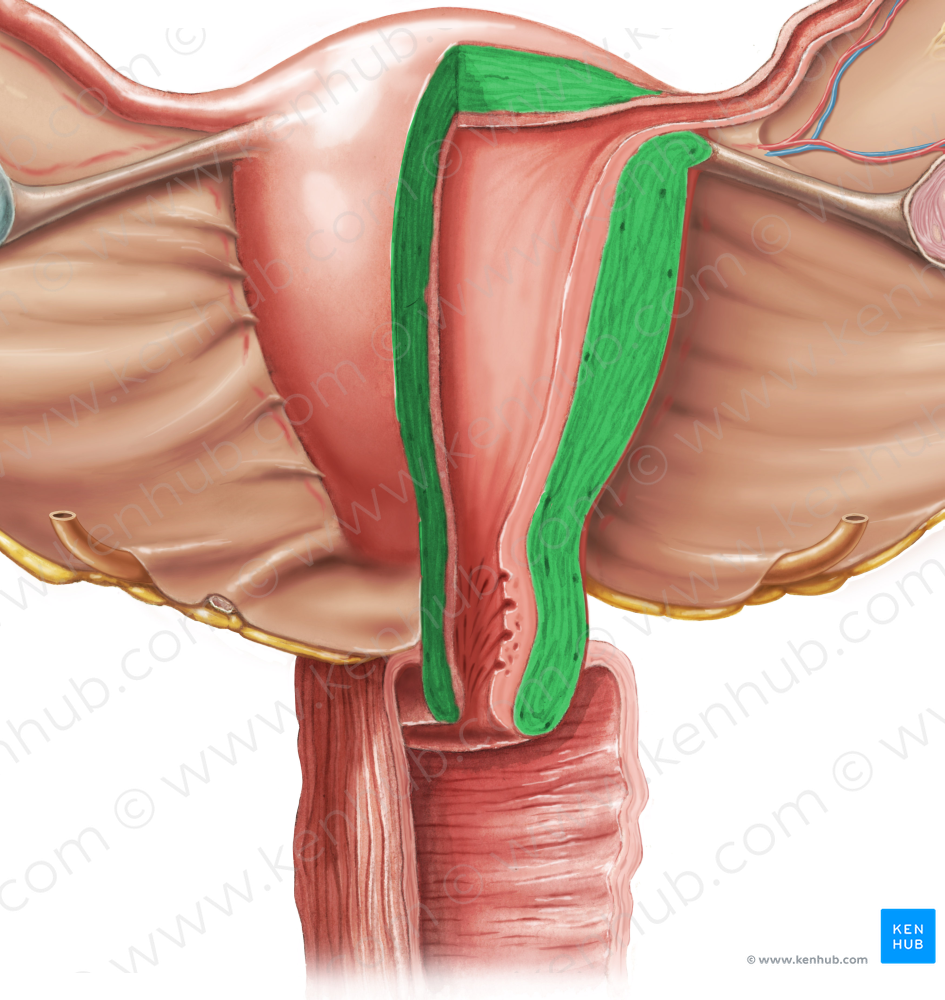 Myometrium (#6192)