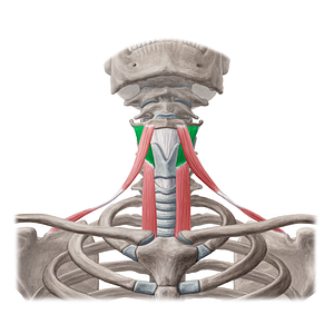 Thyrohyoid muscle (#6097)