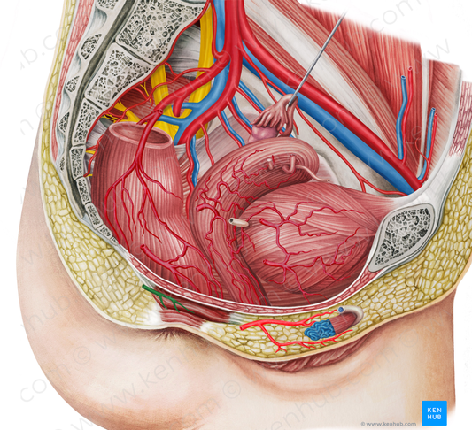 Right inferior anorectal artery (#1719)