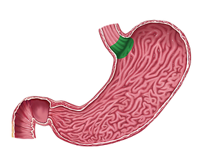 Cardia of stomach (#2455)
