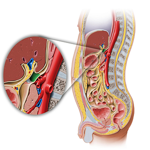 Omental foramen (#3781)