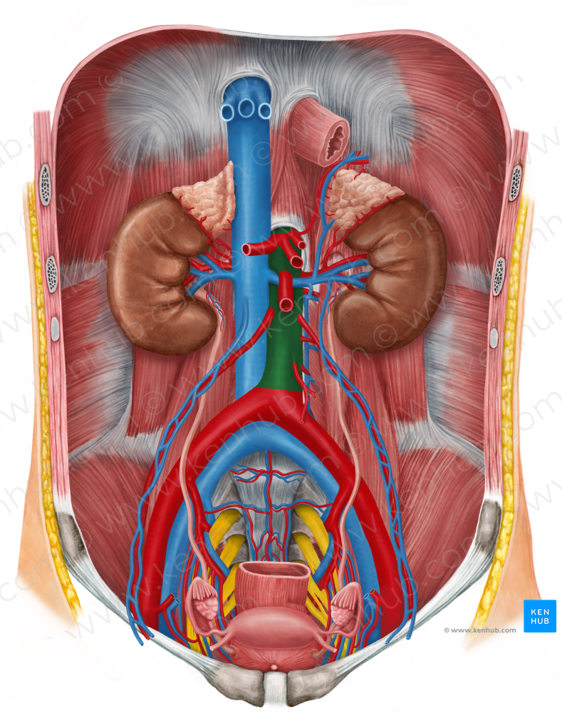 Abdominal aorta (#706)