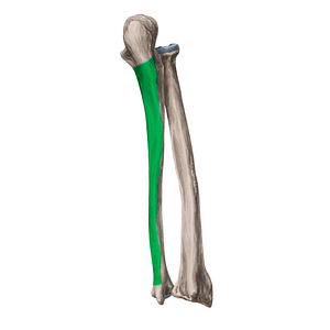 Posterior surface of ulna (#3544)