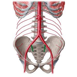 Internal iliac artery (#21560)