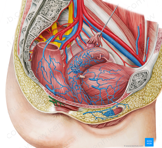 Right inferior anorectal veins (#10528)