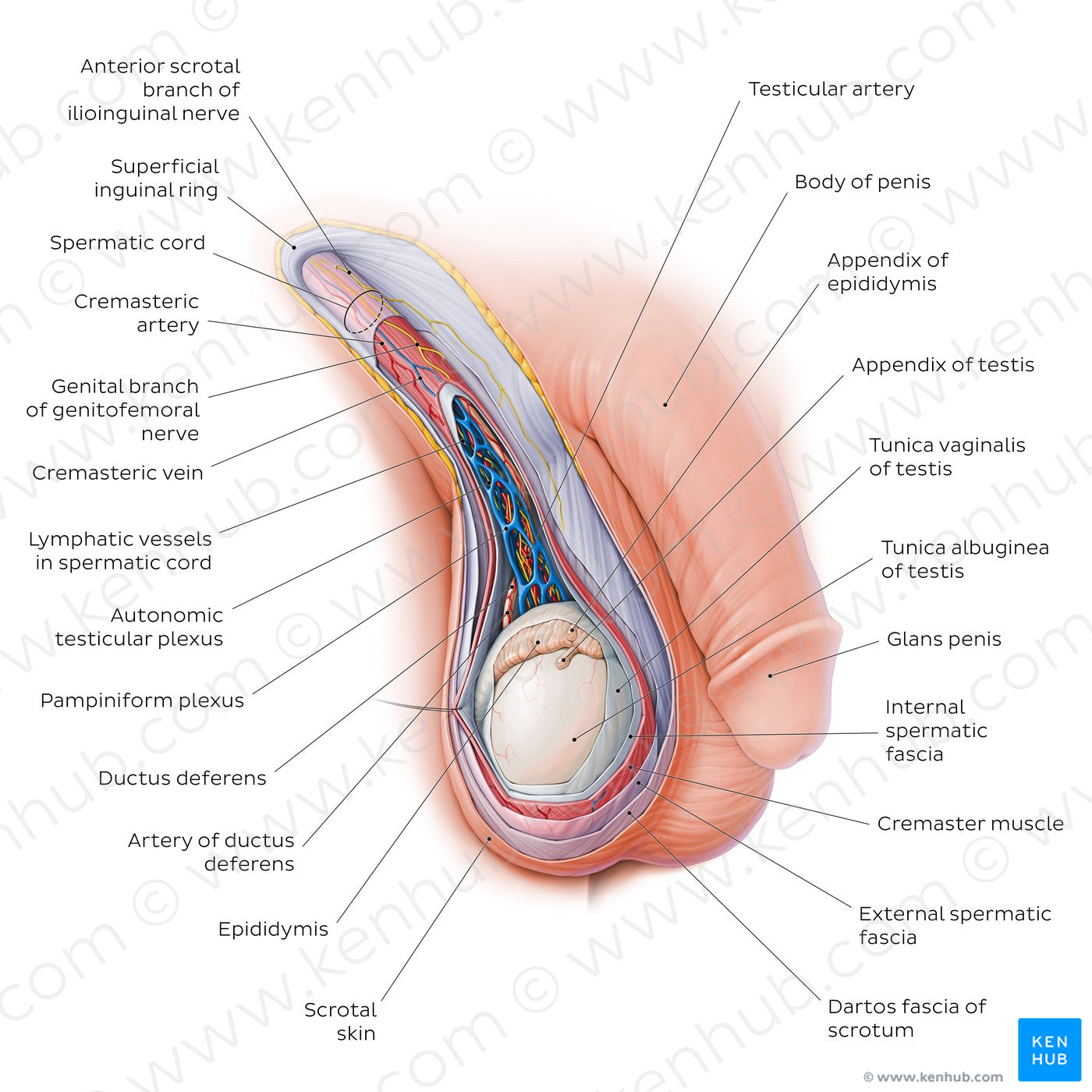 Scrotum and spermatic cord (English)