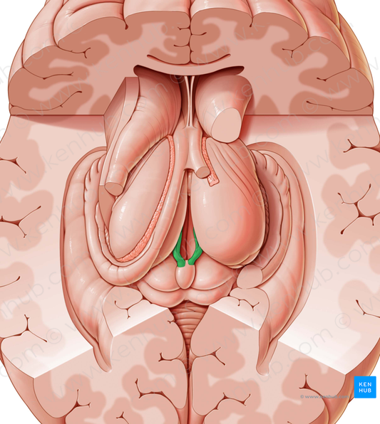 Stria medullaris of thalamus (#9188)