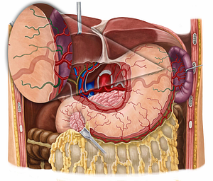 Short gastric arteries (#1140)