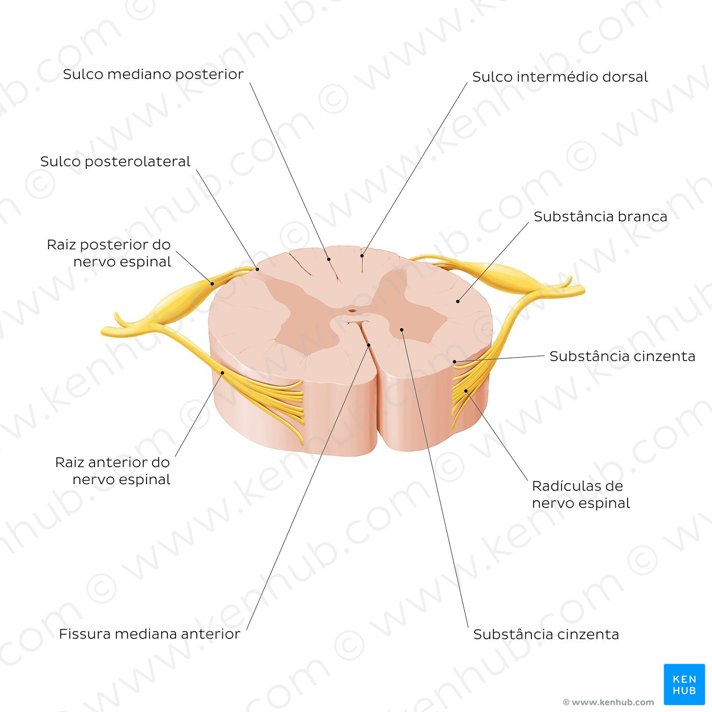 Spinal cord: Cross section (External morphology) (Portuguese)