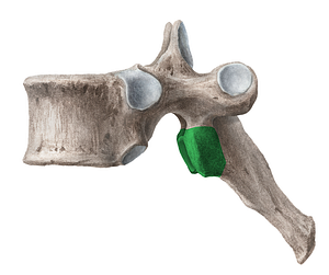Inferior articular process of vertebra (#8170)