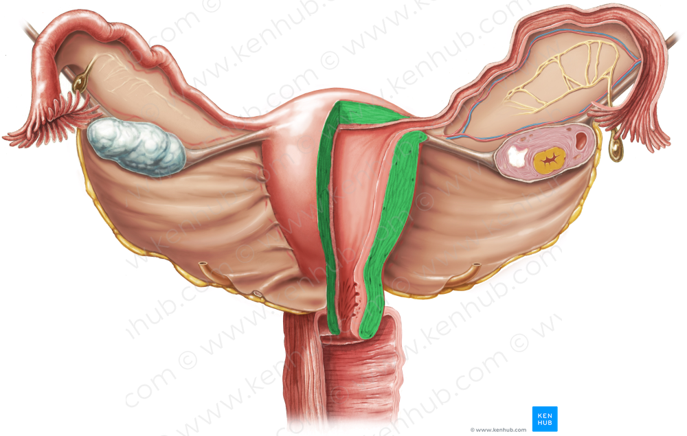 Myometrium (#6191)