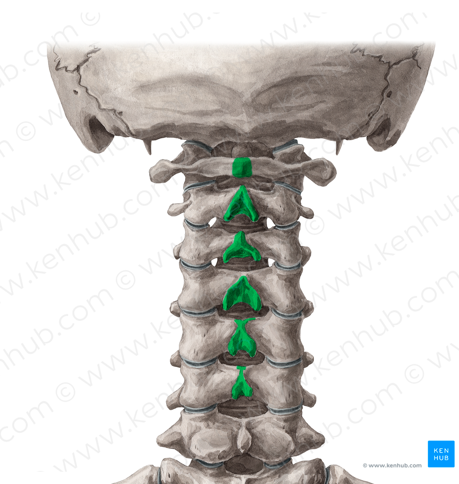 Spinous processes of vertebrae C1-C6 (#18537)